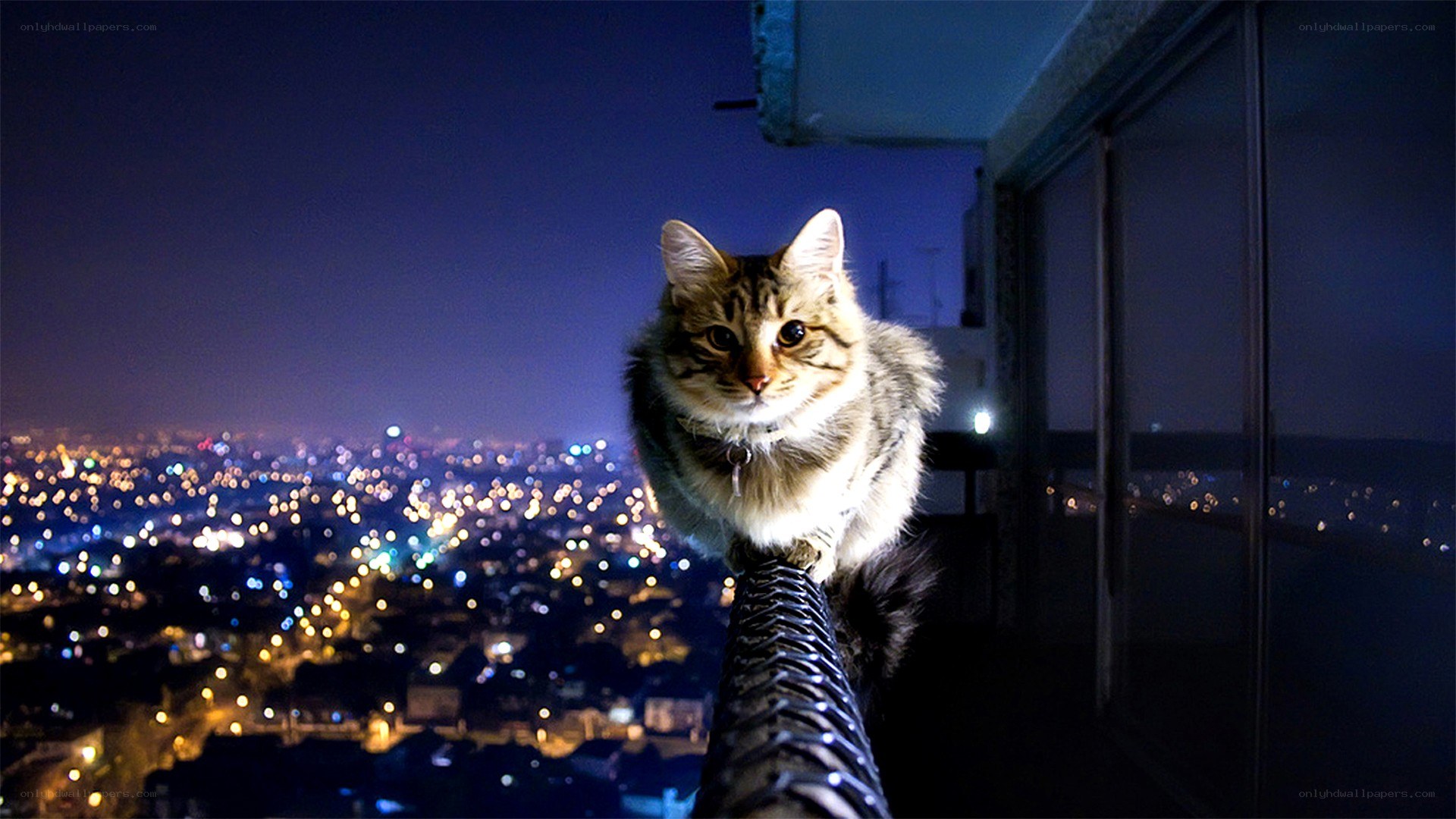 cat on balcony at night