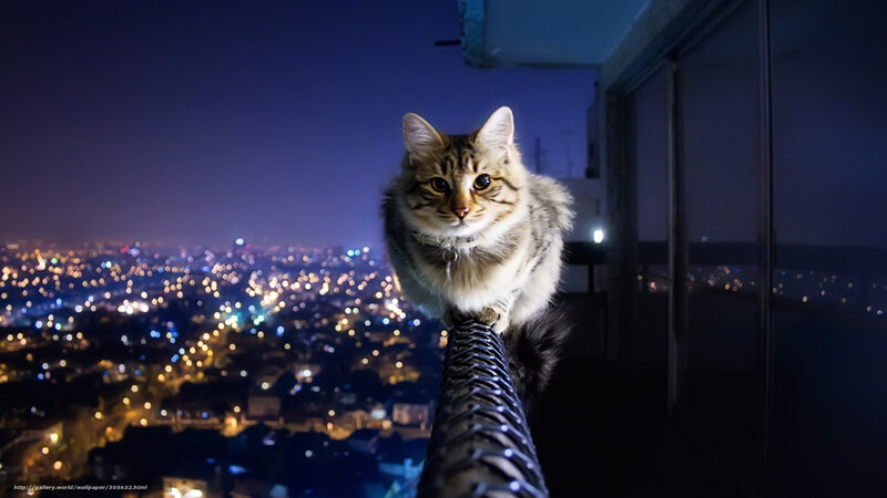 Cat on balcony at night