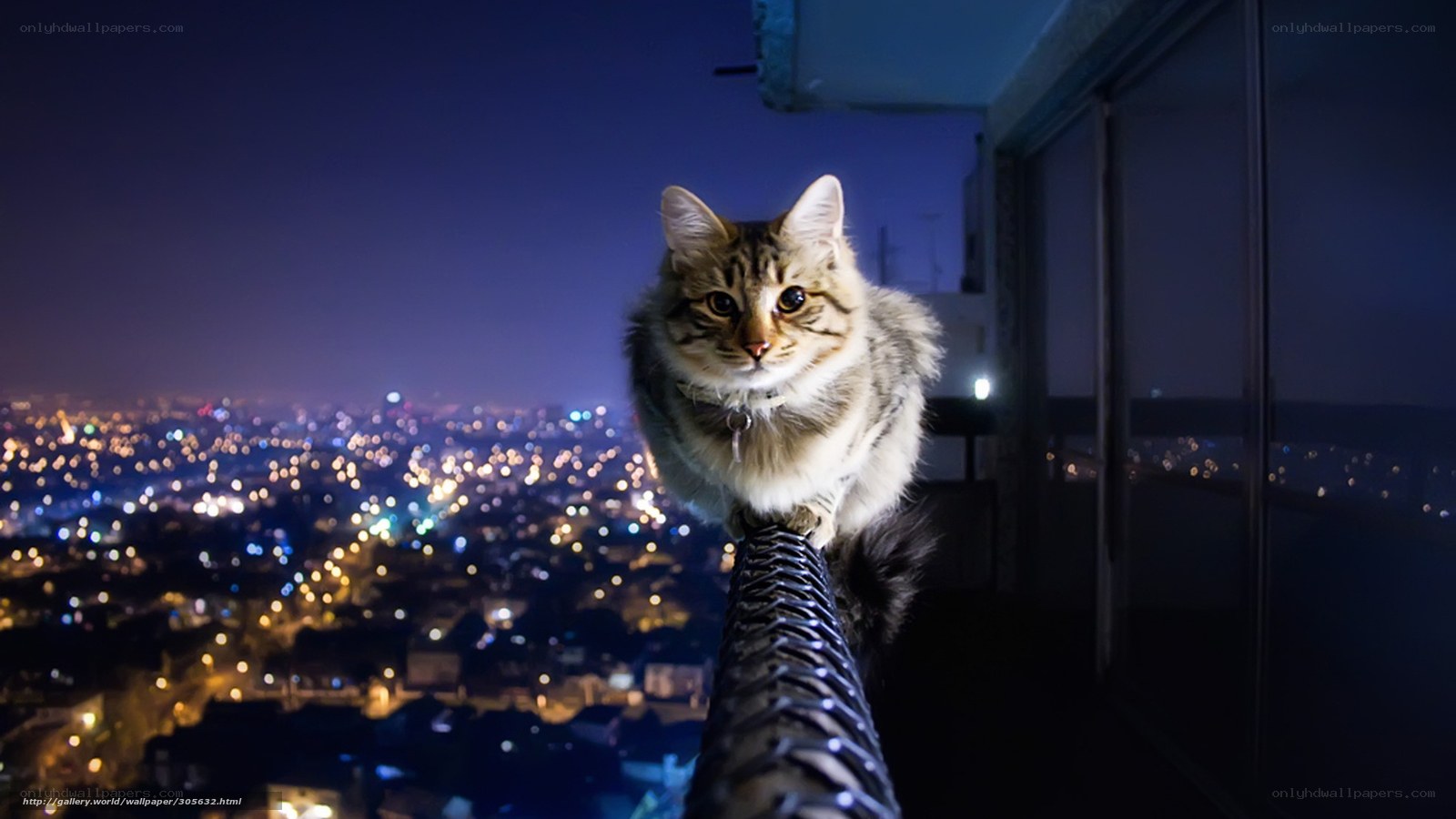 Cat on balcony at night