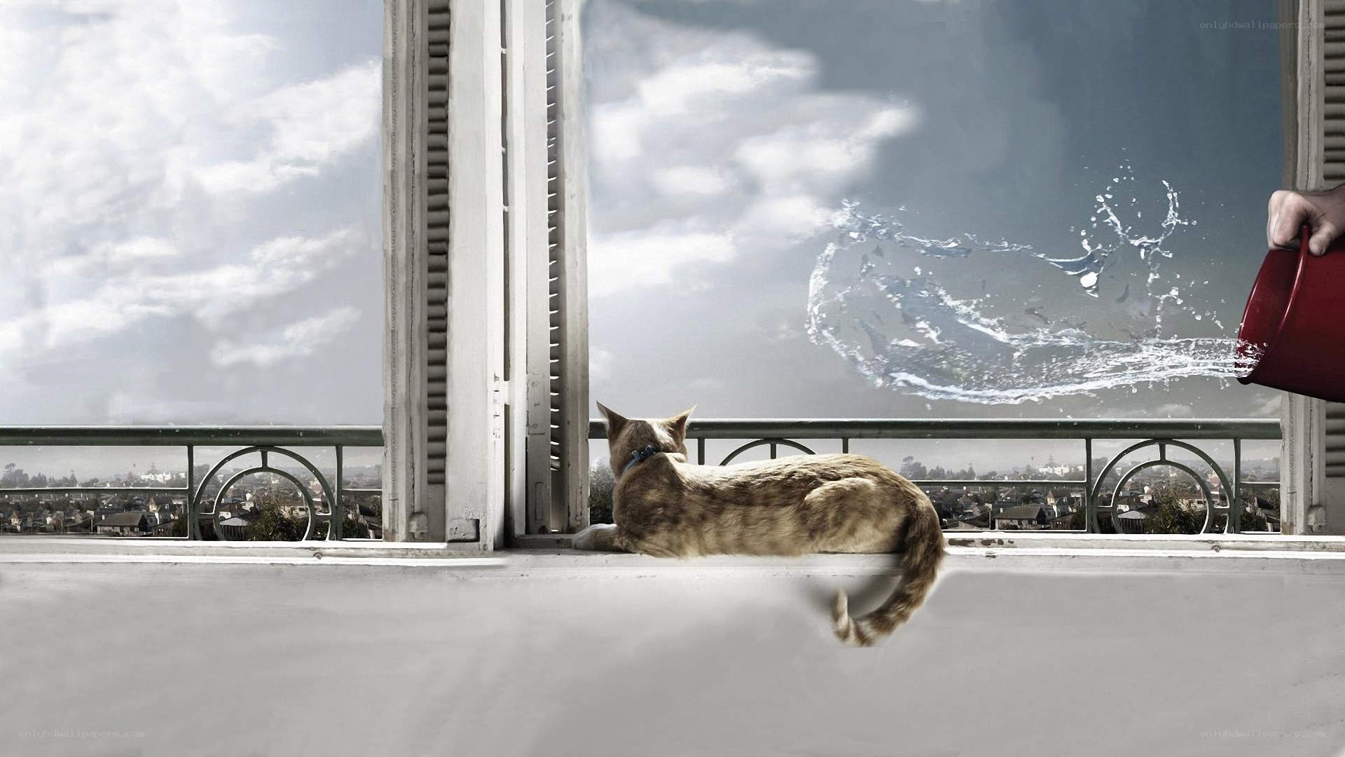 cat on balcony with water splash