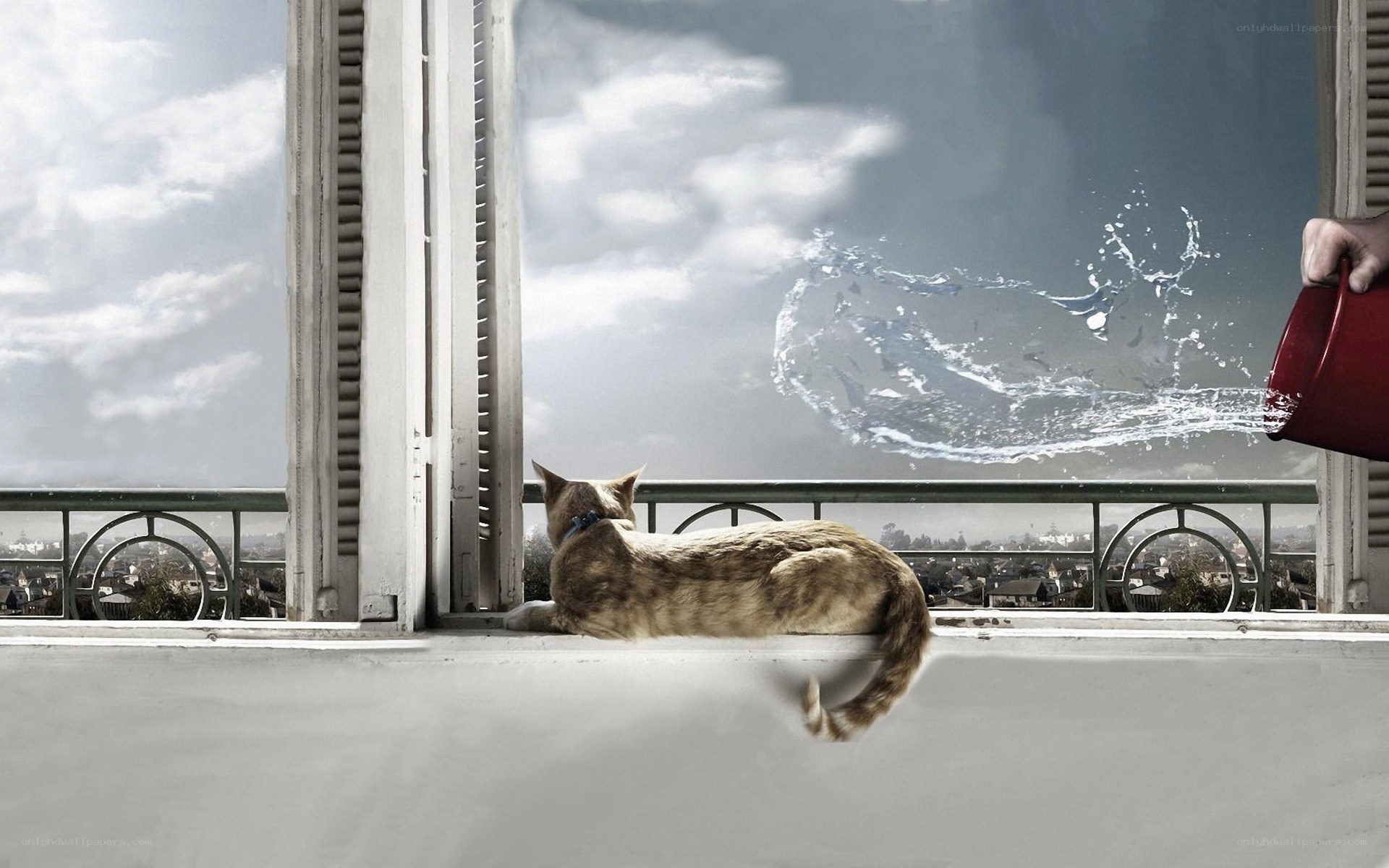 cat on balcony with water splash