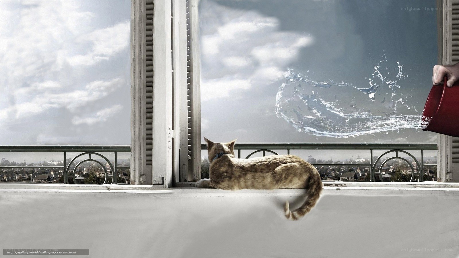 cat on balcony with water splash