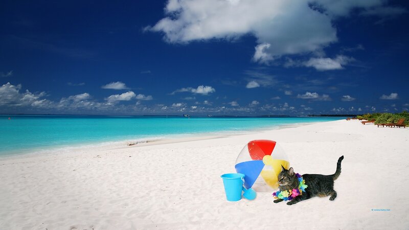 Cat on Beach — Blue