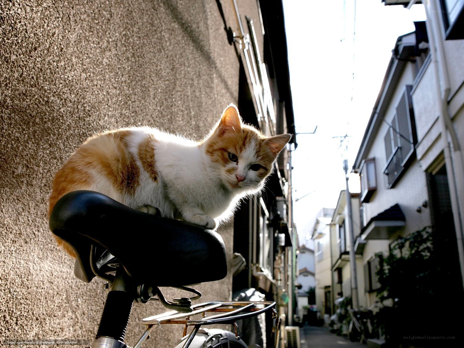cat on bicycle seat