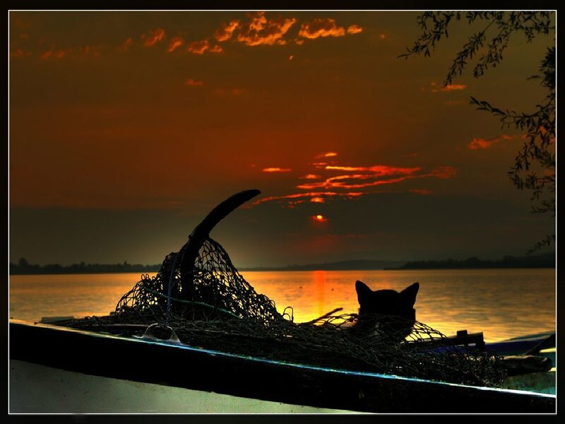 Cat on boat at sunset