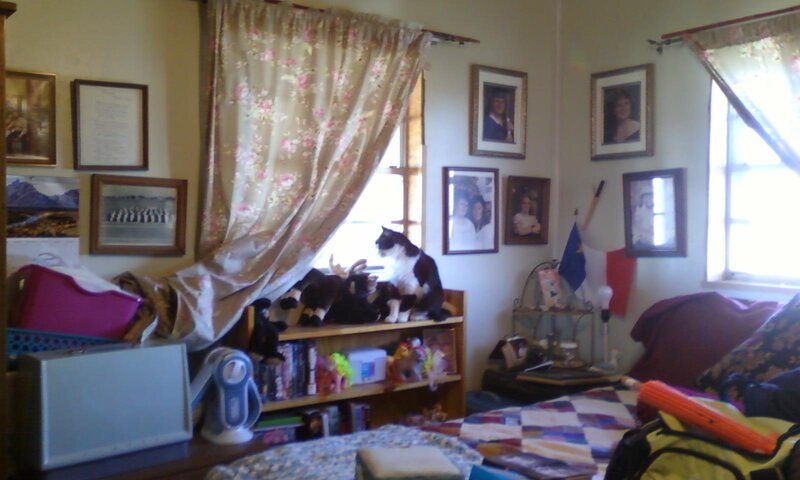 Cat on Bookshelf