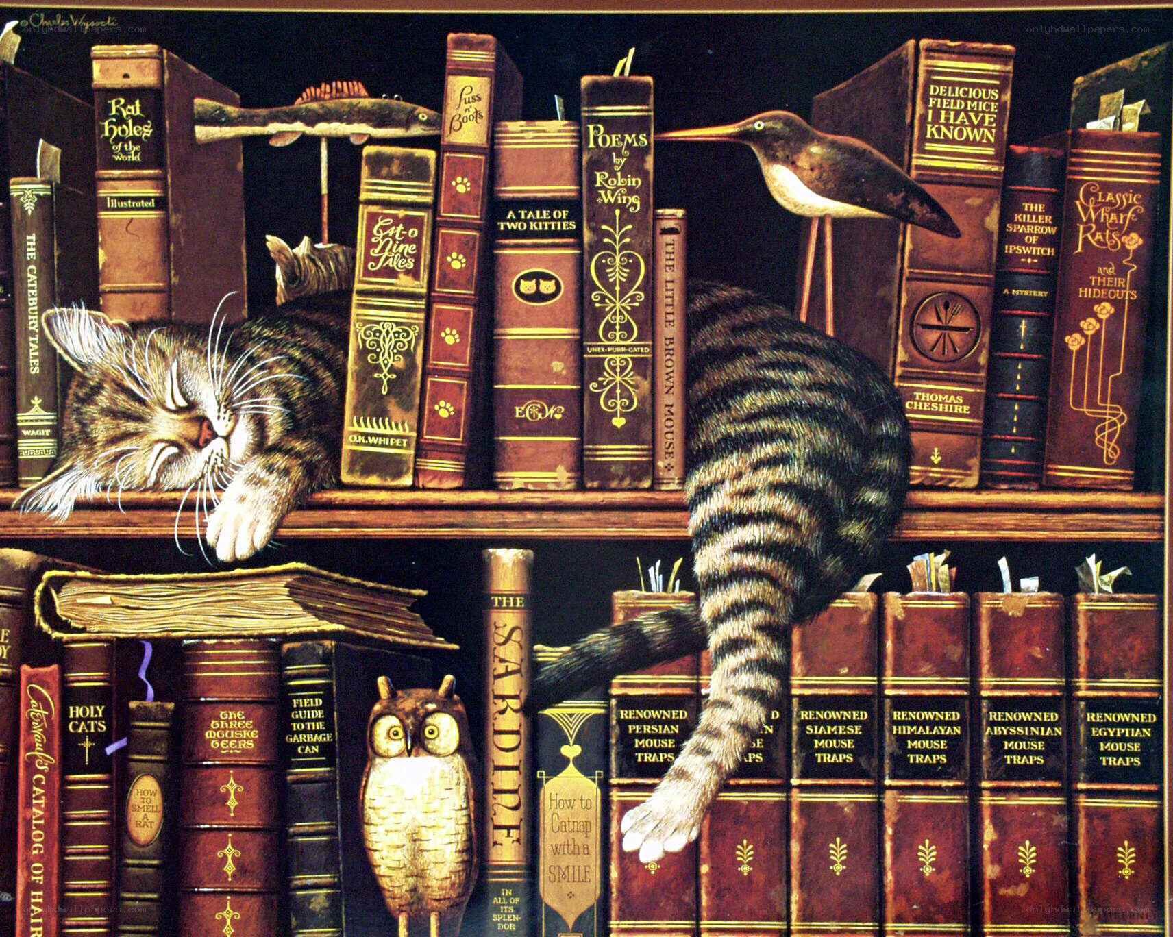 cat on bookshelf with books
