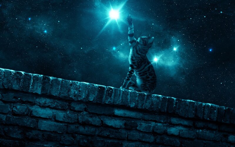 Cat on Brick Wall