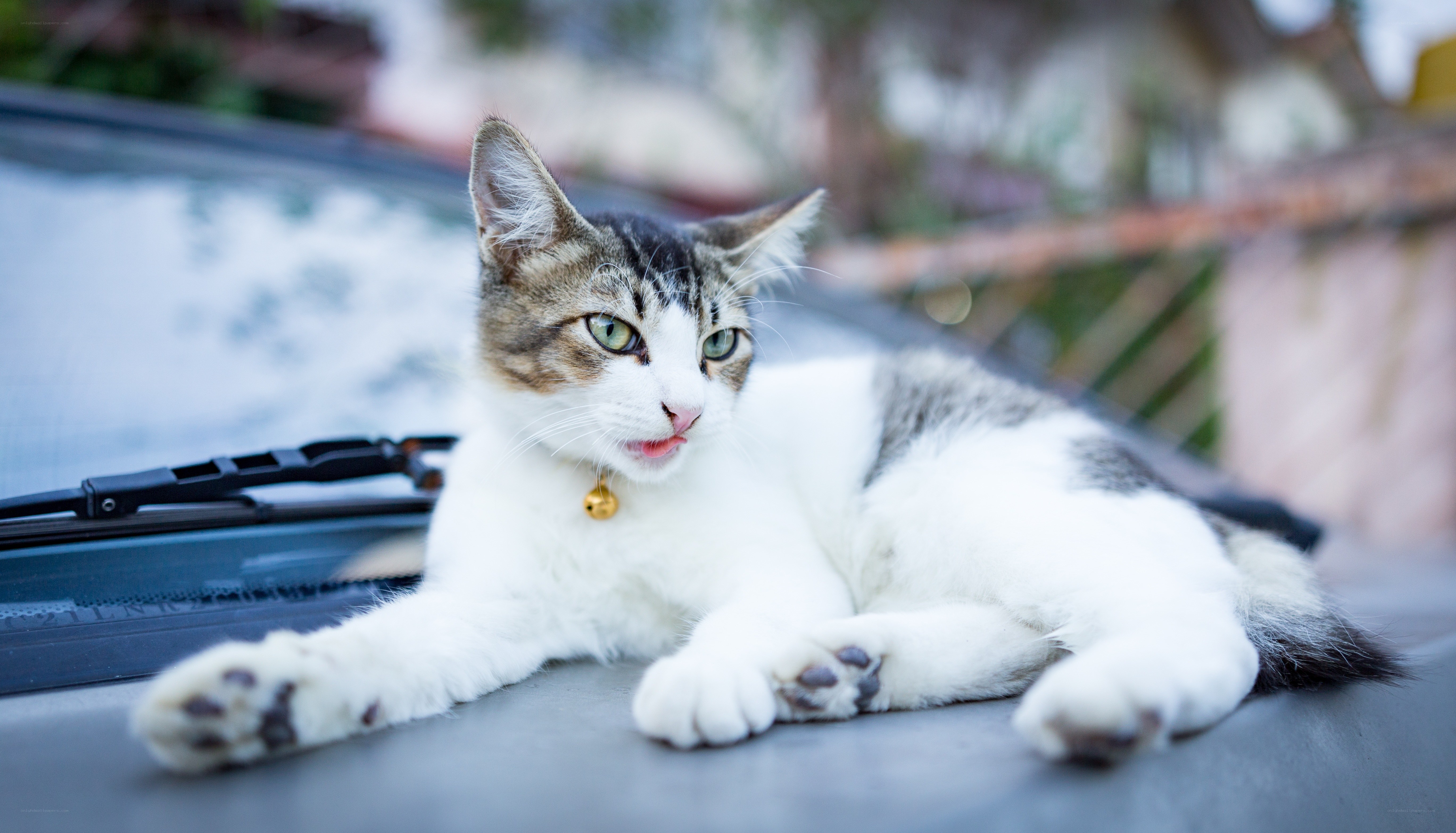 cat on car hood