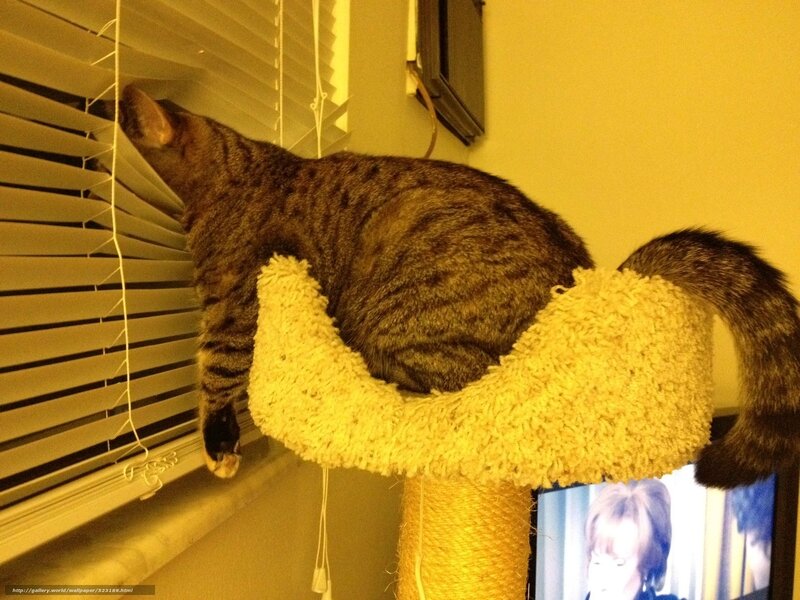cat on cat tree by window