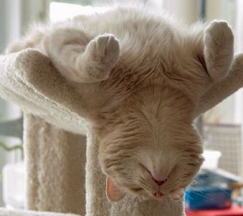 Cat on Cat Tree