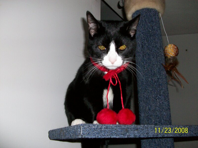 cat on cat tree with red collar