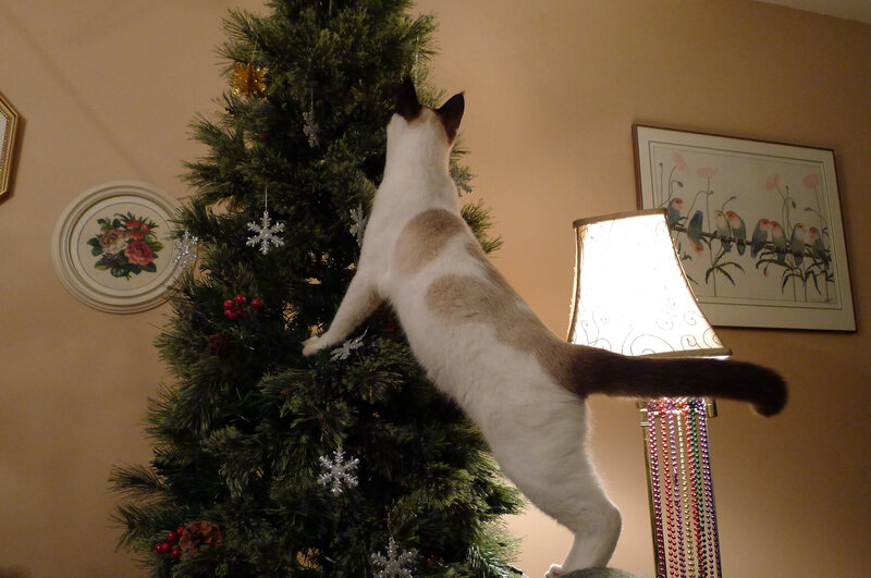 Cat on Christmas Tree