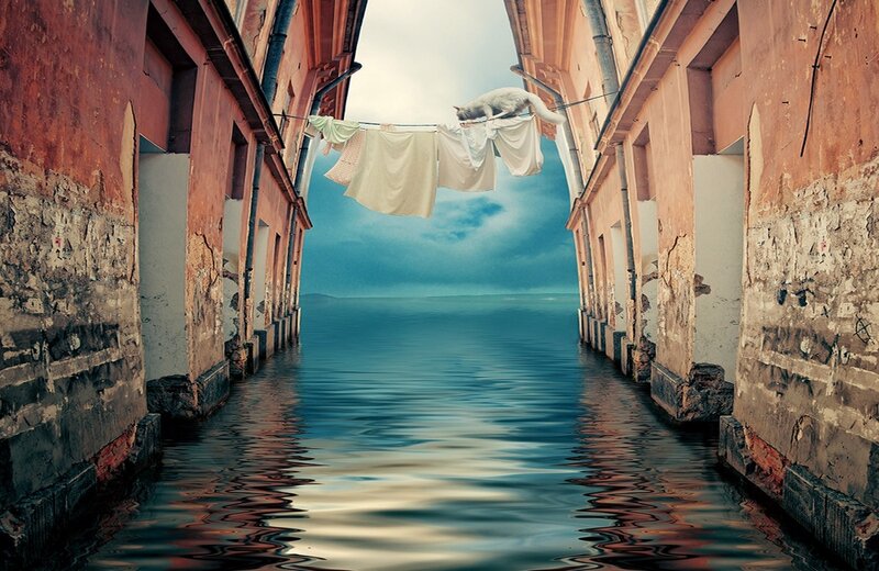 Cat on Clothesline