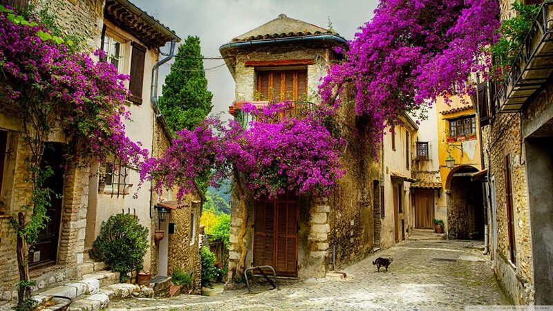 Cat on Cobblestone Street