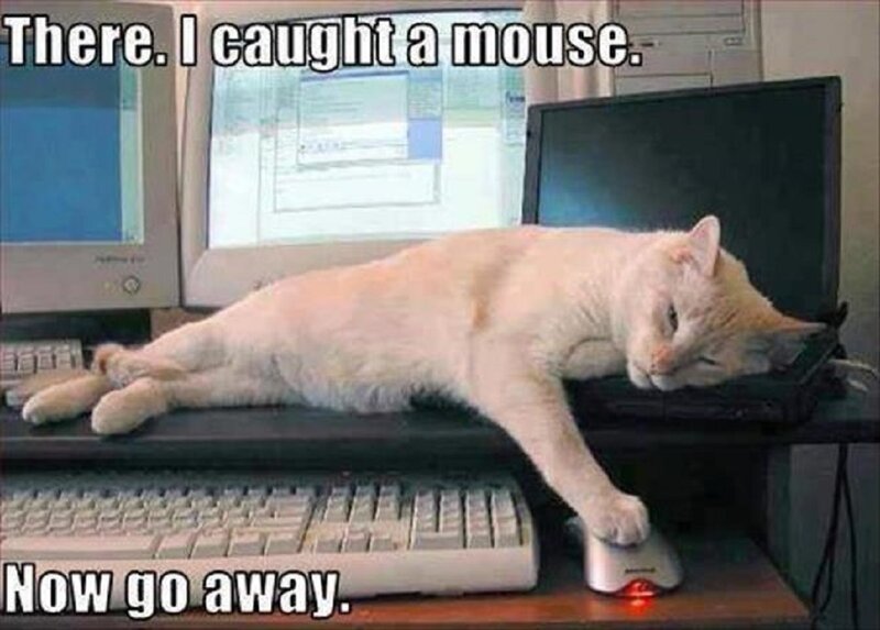 Cat on Computer Desk