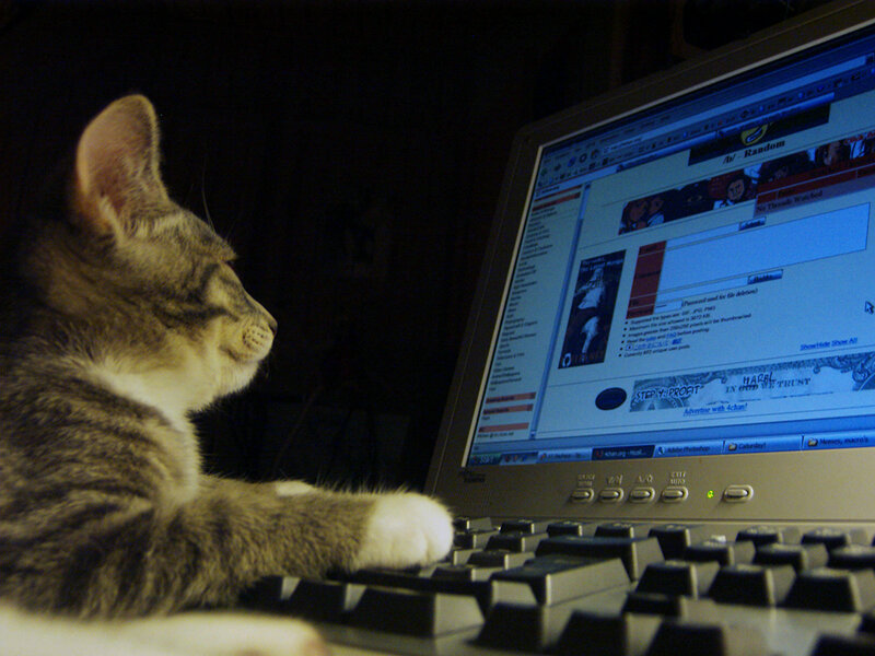cat on computer keyboard