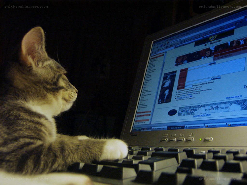 cat on computer keyboard
