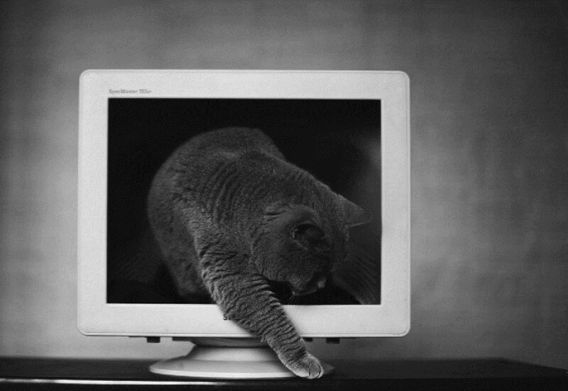 Cat on Computer Monitor