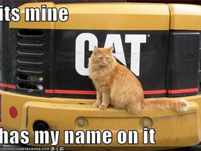cat on construction vehicle