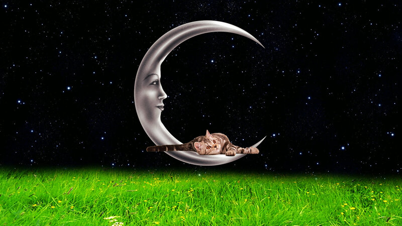 Cat on Crescent Moon — Green