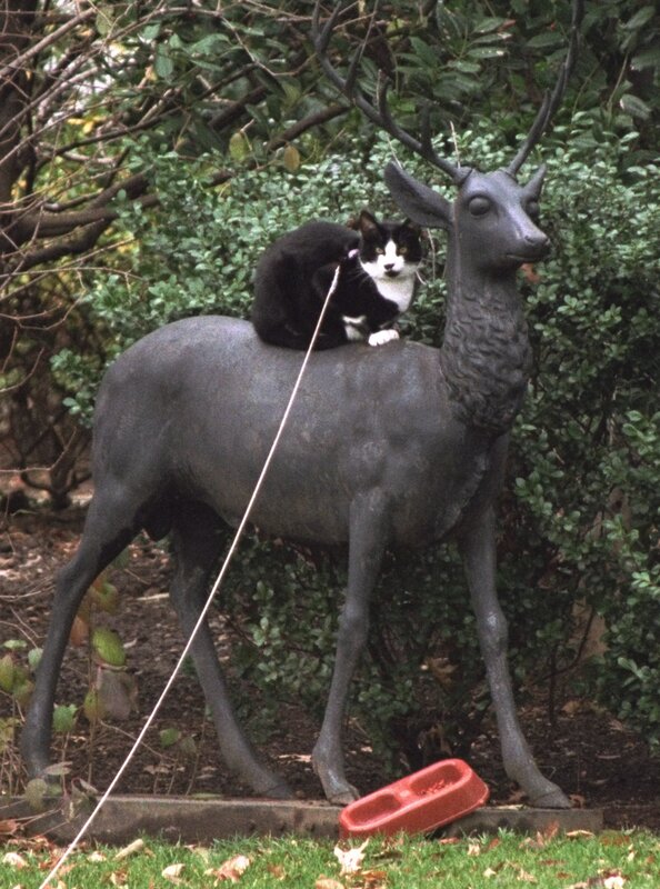Cat on deer statue
