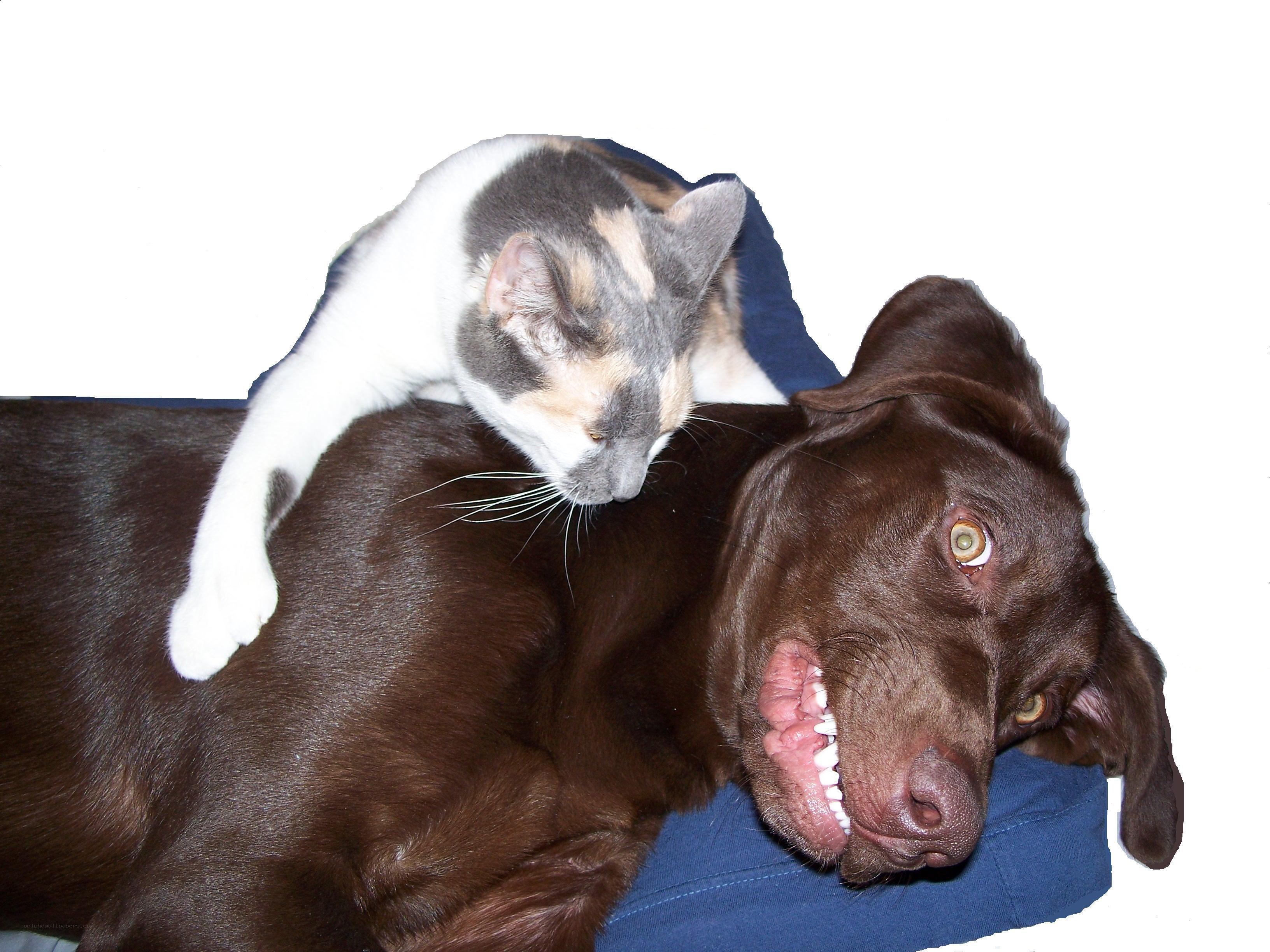 cat on dog's back