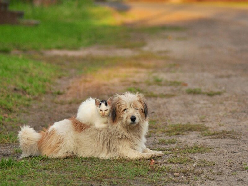 Cat on Dog's Back — Brown, Calm, Afternoon