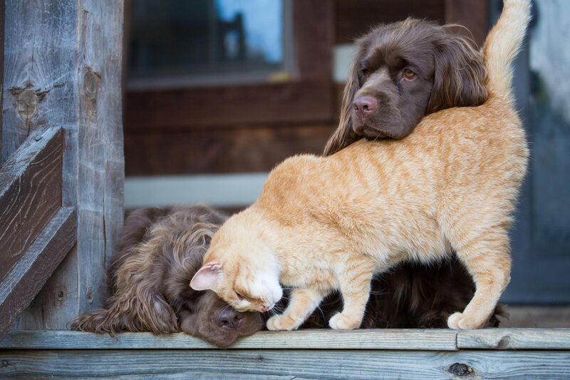 Cat on Dog's Back — Brown, Calm, Photograph