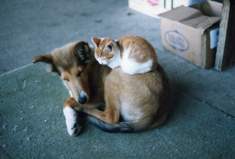 Cat on Dog's Back — Brown, Calm