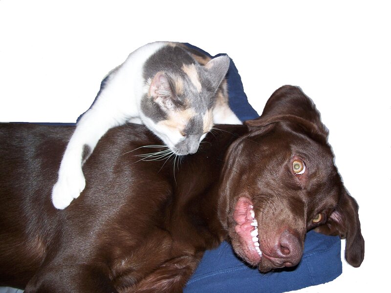 Cat on Dog's Back — Brown, Playful