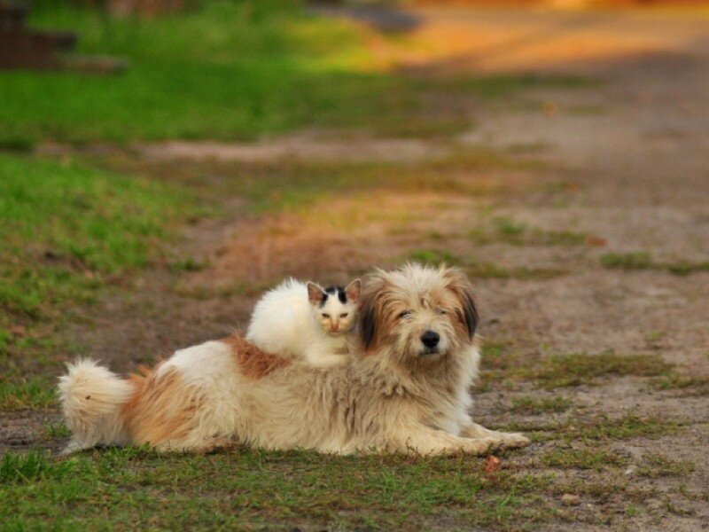 Cat on Dog's Back — Brown