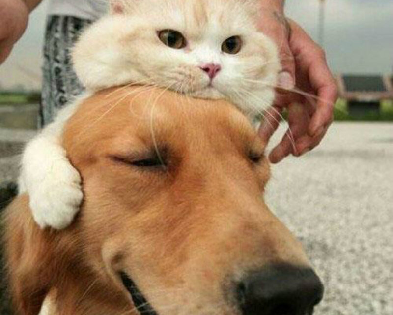 Cat on Dog's Head