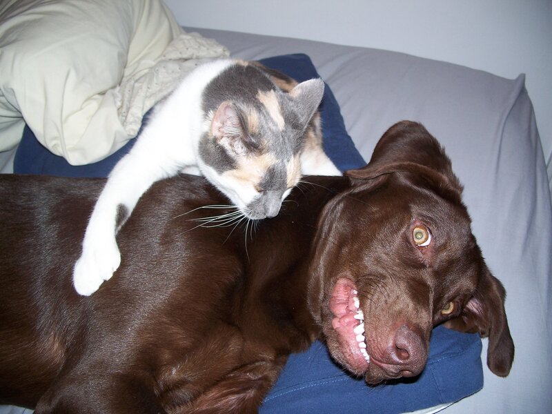 Cat on Dog