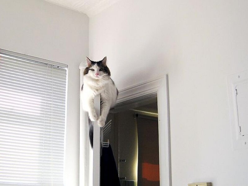 Cat on Door Frame