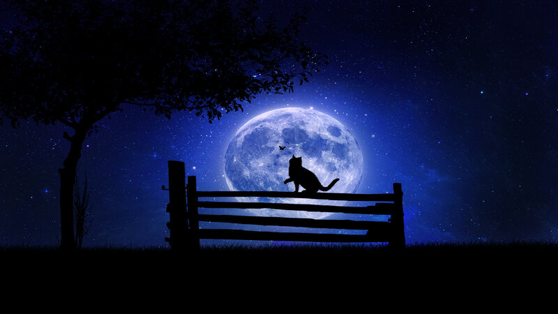 Cat on Fence at Night — Blue, Serene