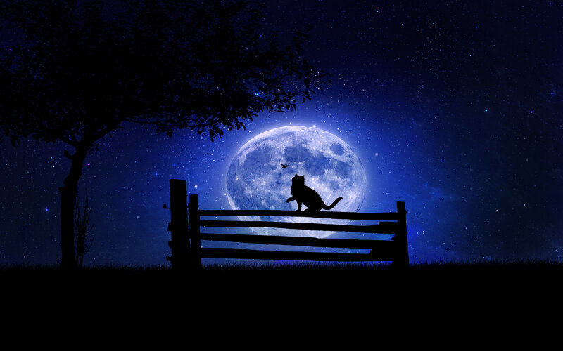 Cat on Fence at Night — Blue