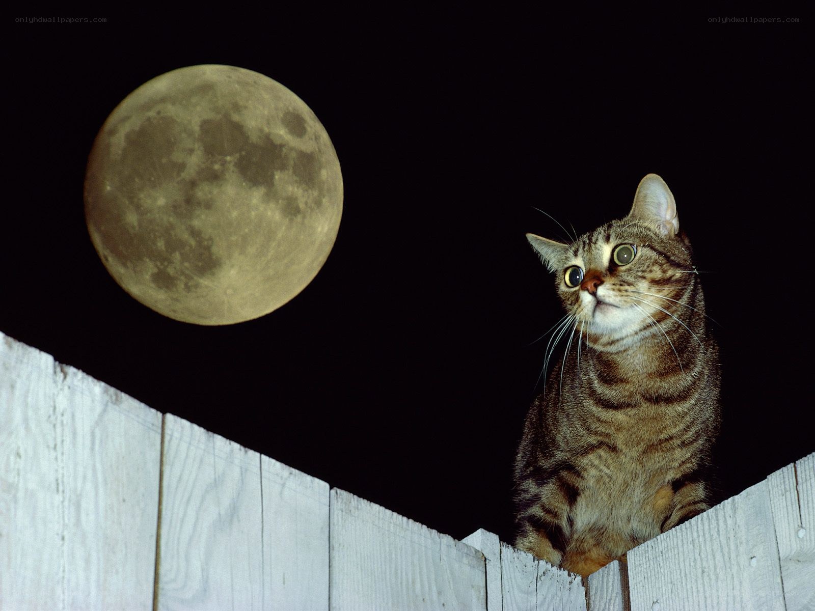 cat on fence under moon