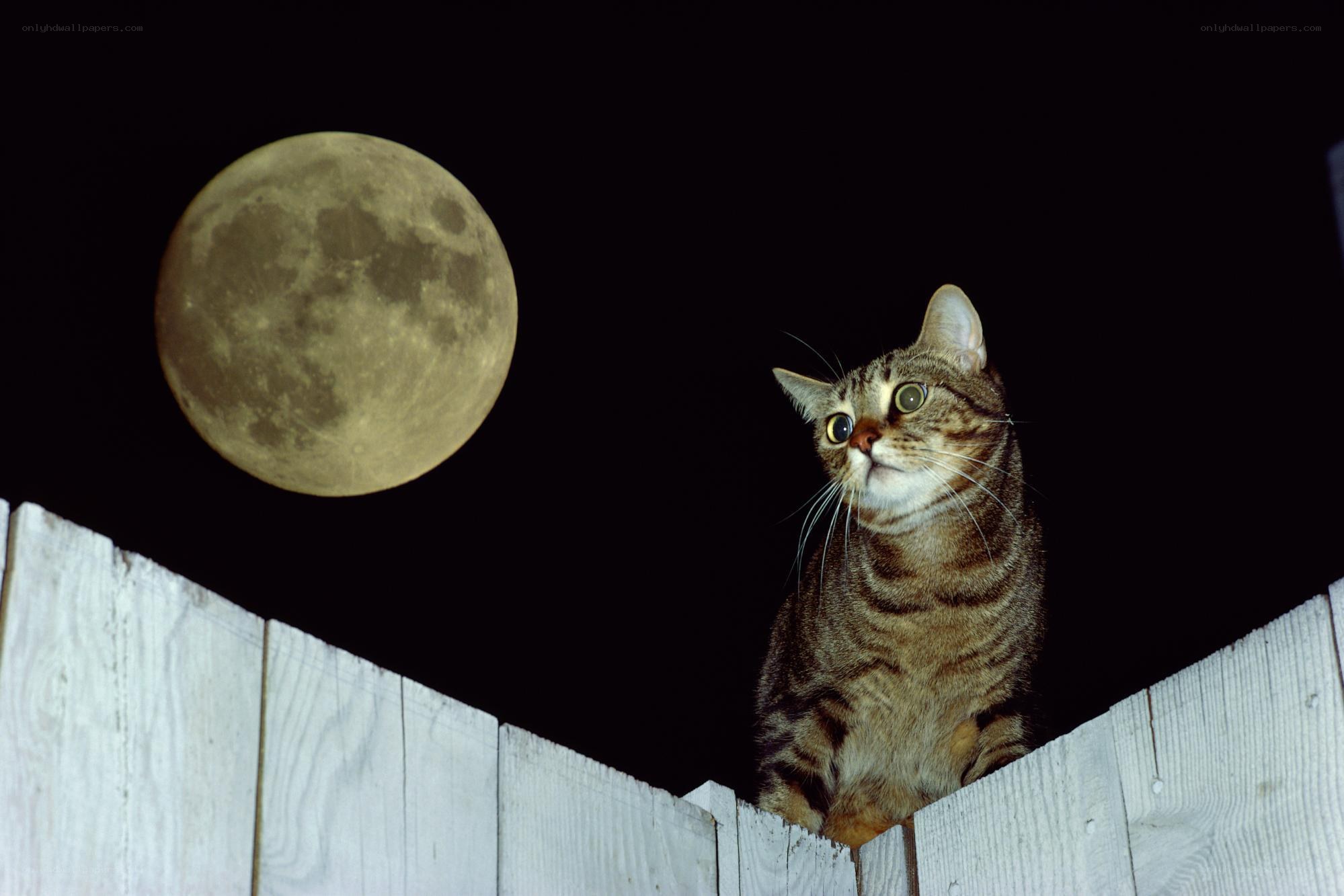 Cat on fence under moon