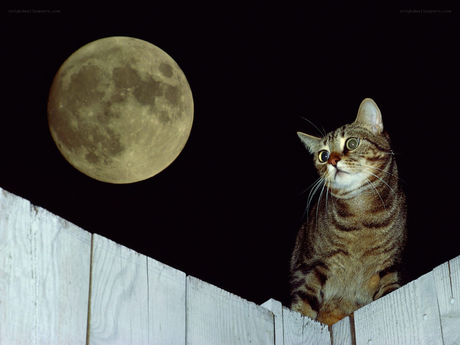 Cat on fence under moon