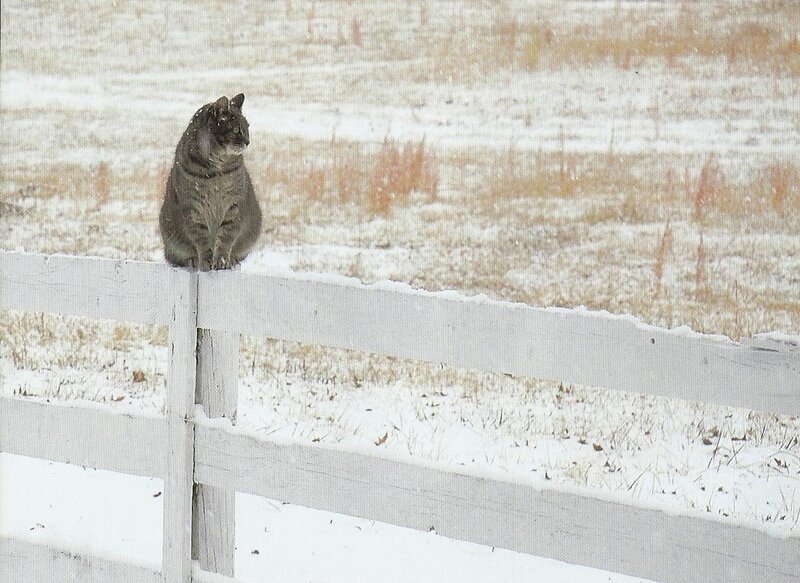 Cat on Fence — White