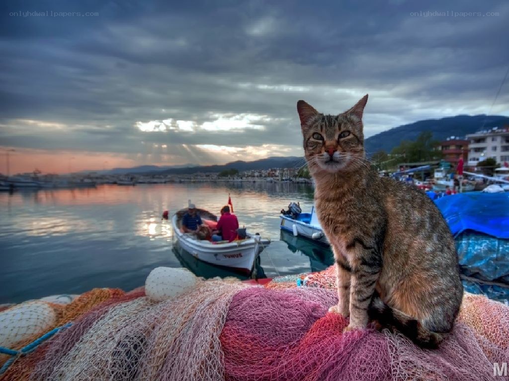 cat on fishing nets at harbor