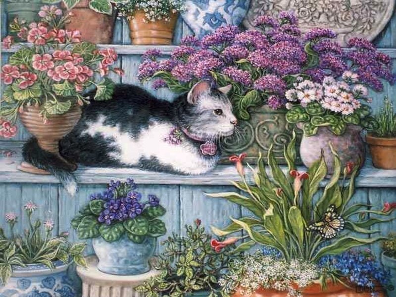 Cat on Flower Shelf