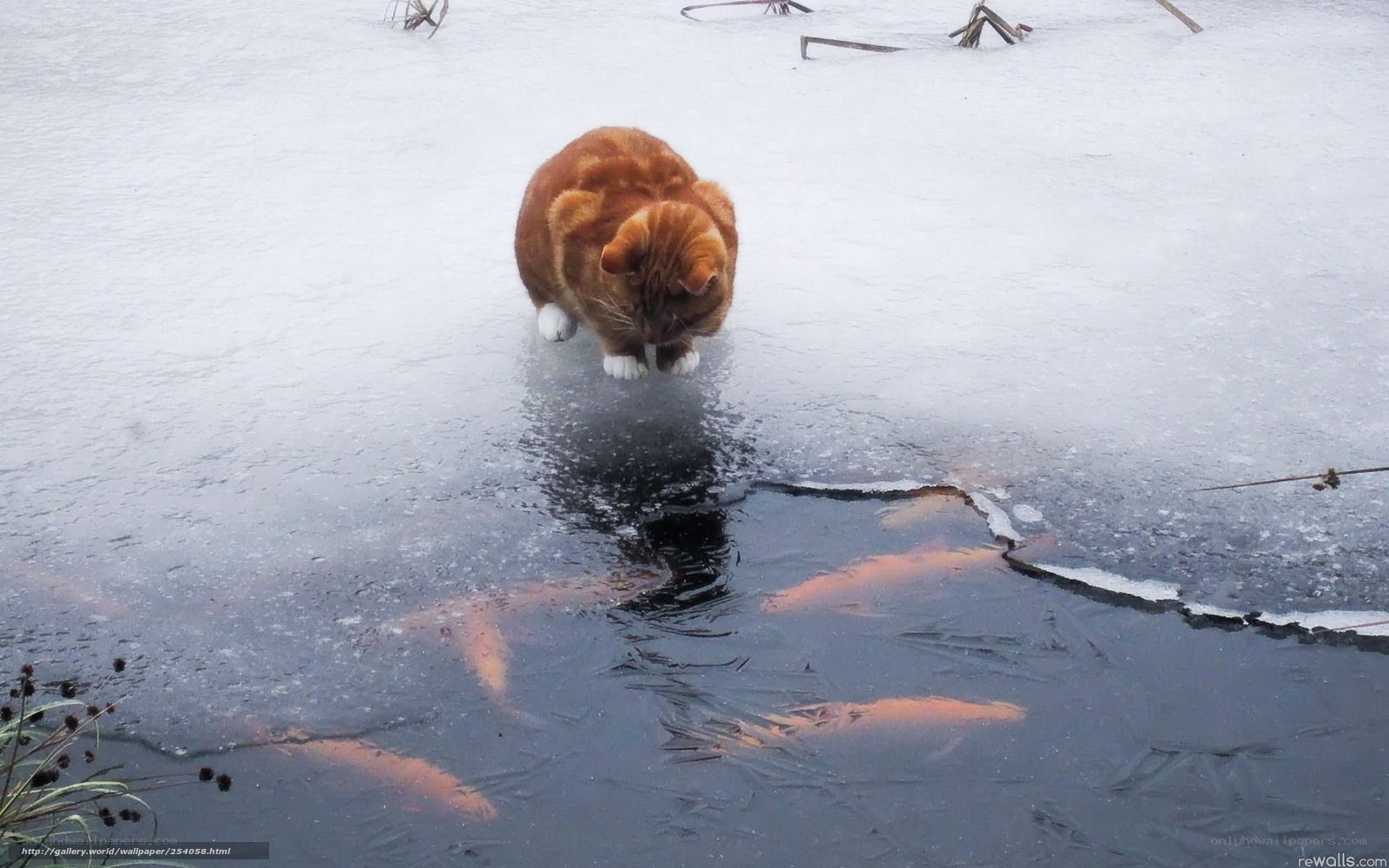 cat on frozen pond