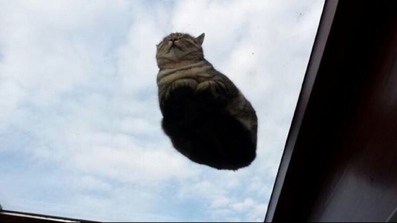 Cat on Glass Ceiling