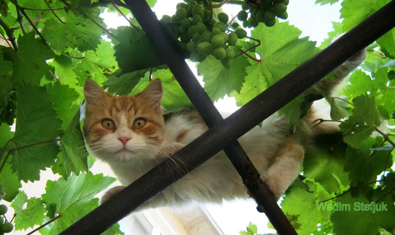 cat on grapevine trellis