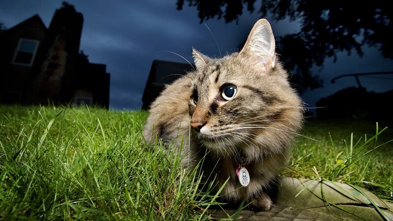 cat on grass at night