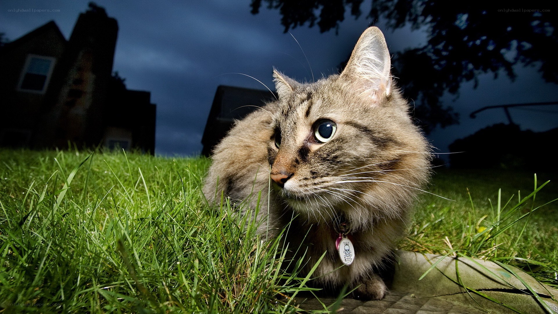 cat on grass at night
