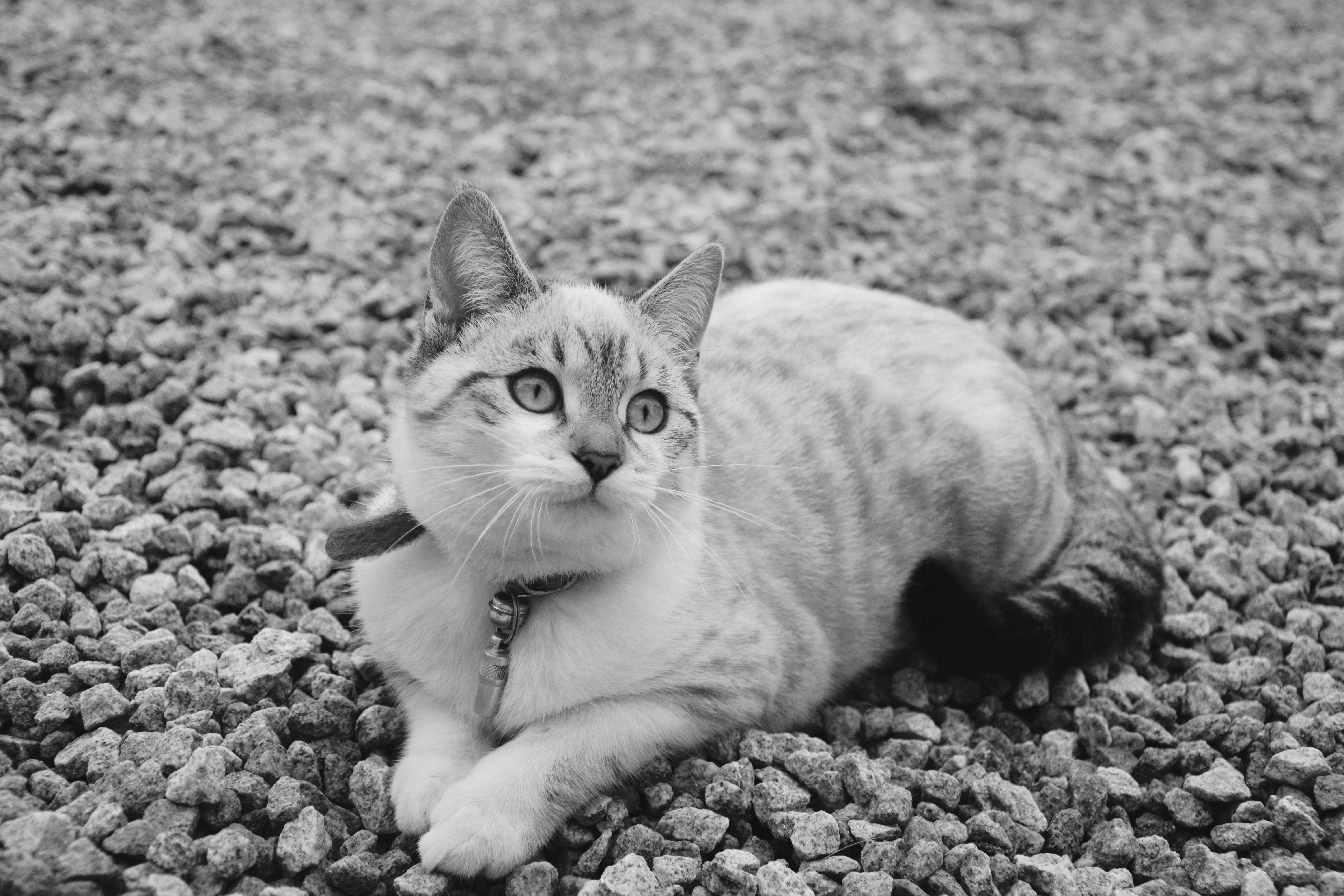 cat on gravel ground
