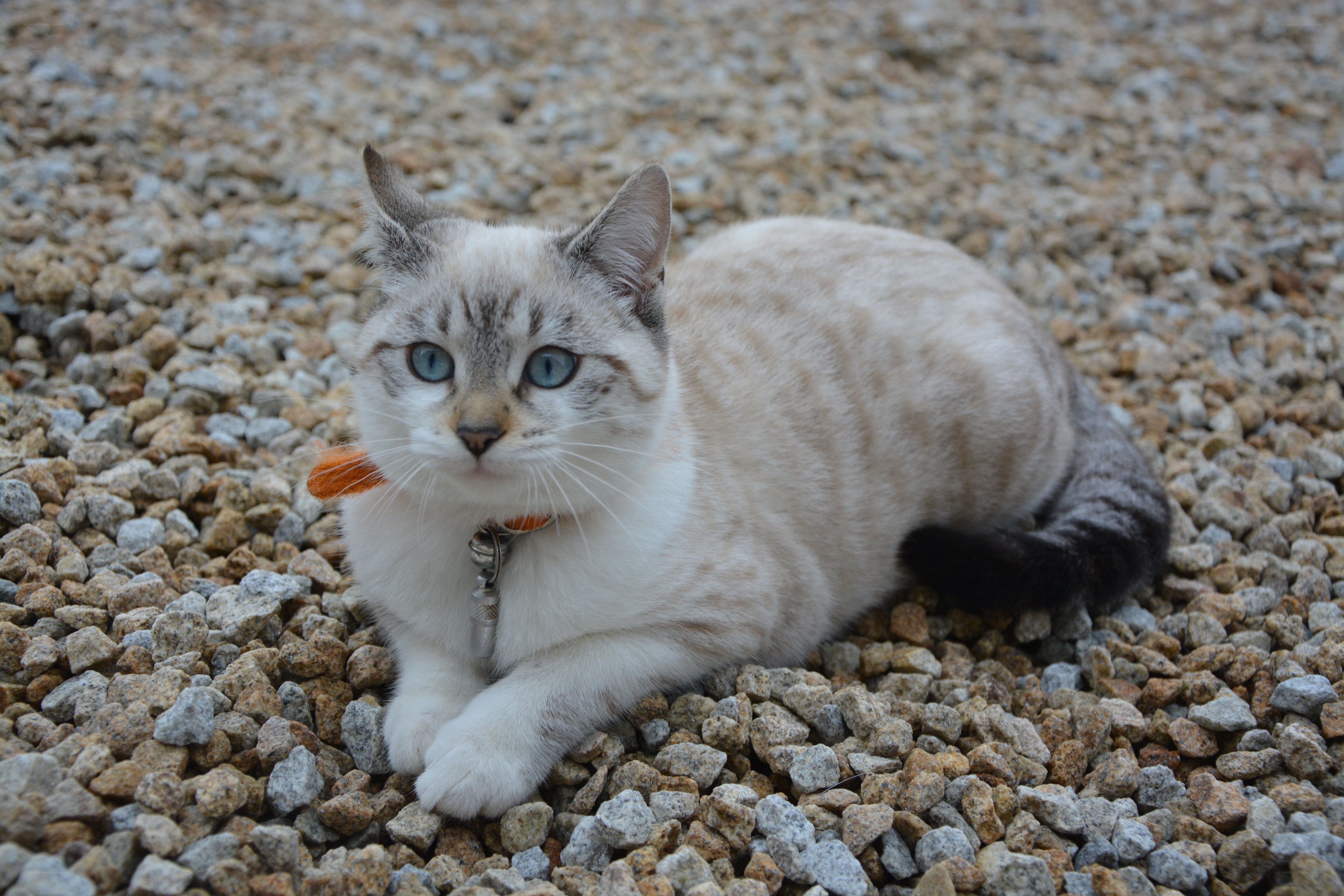 cat on gravel with collar
